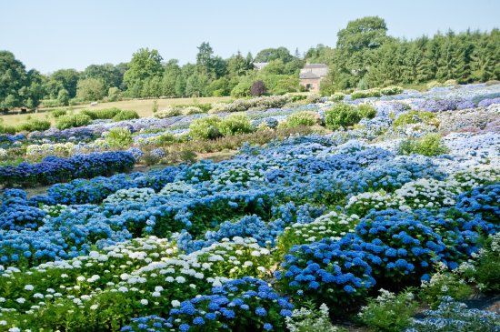 Les Hortensias du Haut Bois